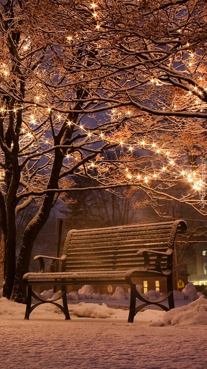Pusta ławka pod oświetlonym drzewem zimą