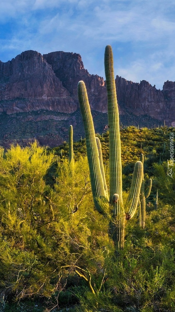 Pustynia Sonoran Desert i góry Superstition Mountains