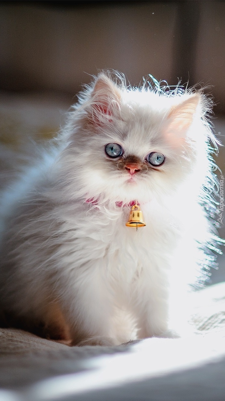 Puszysty biały kot z dzwoneczkiem na szyi