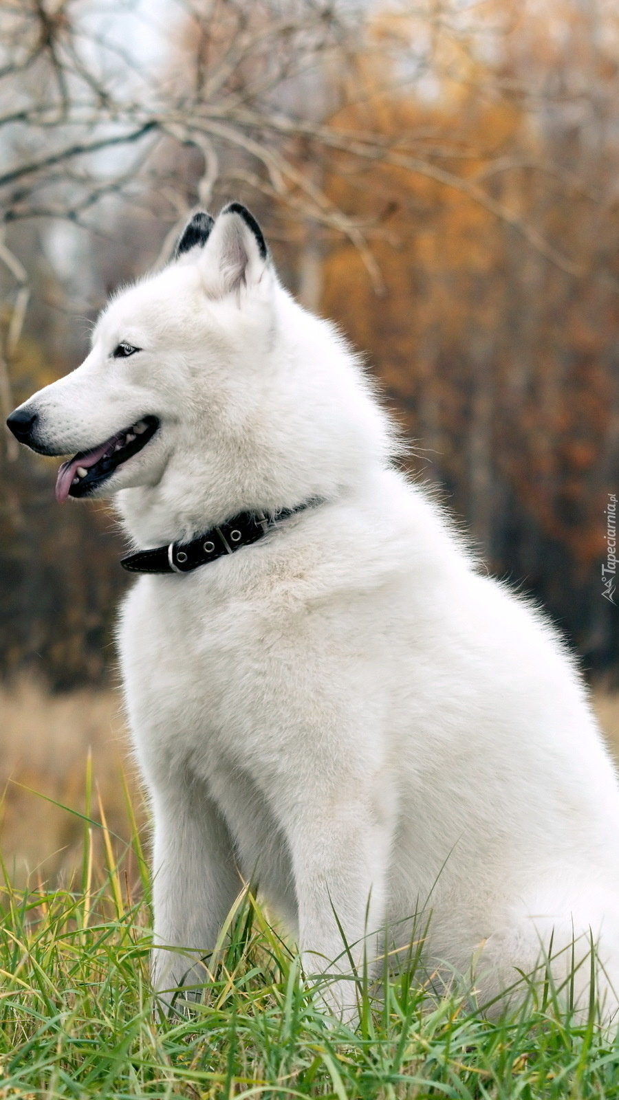 Puszysty siberian husky