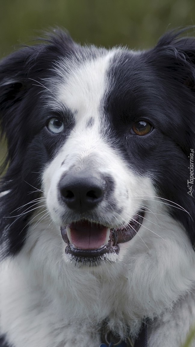 Pyszczek border collie