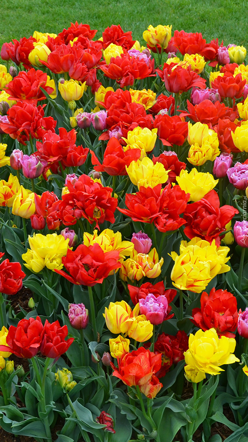 Rabatka z kolorowymi tulipanami