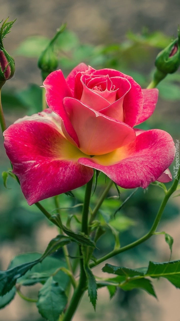 Radosna róża