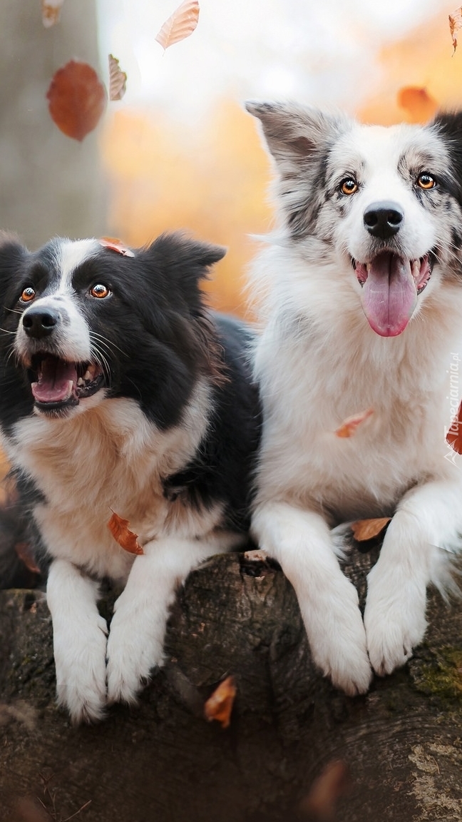 Radosne border collie wśród spadających liści