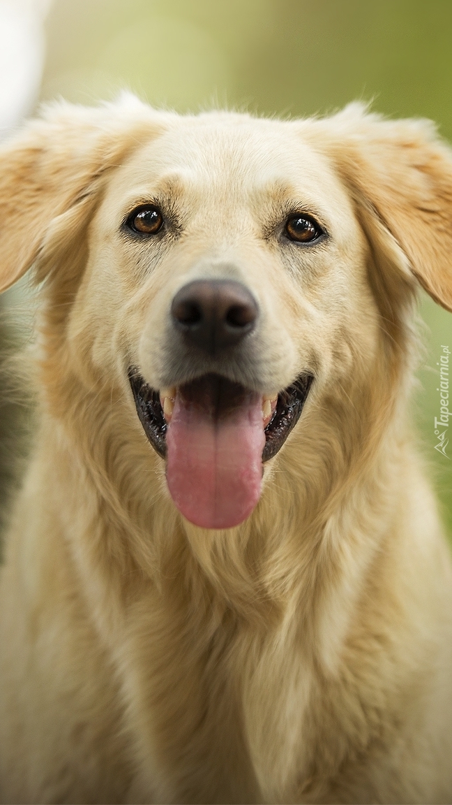 Radosny golden retriever