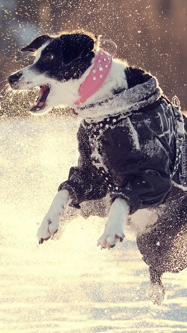 Radosny pies skaczący na śniegu