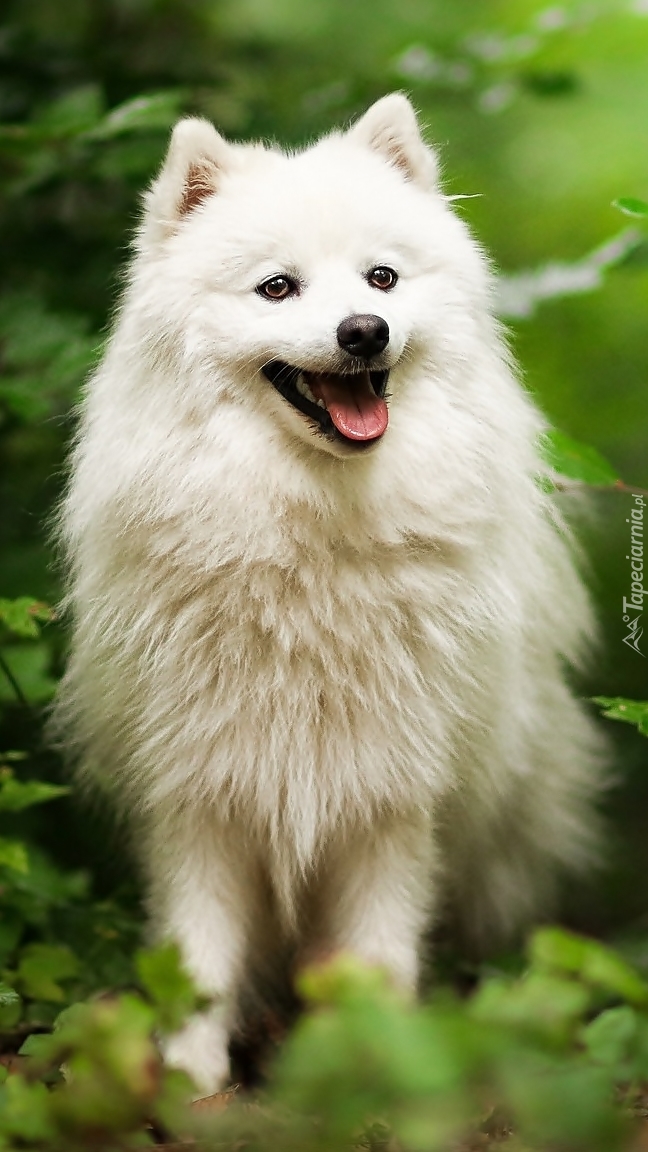 Radosny pyszczek białego psa