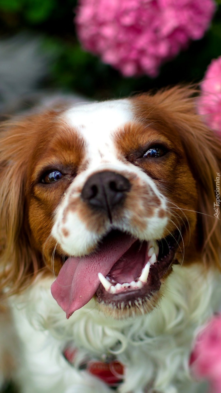 Radosny welsh springer spaniel