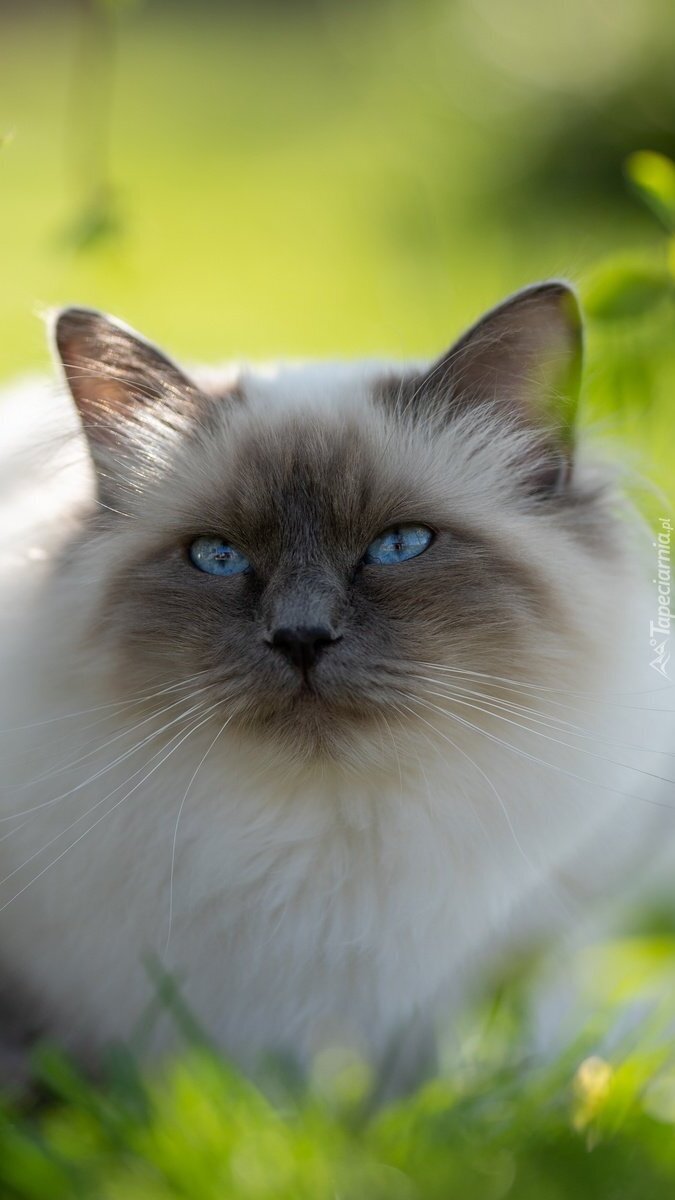 Ragdoll