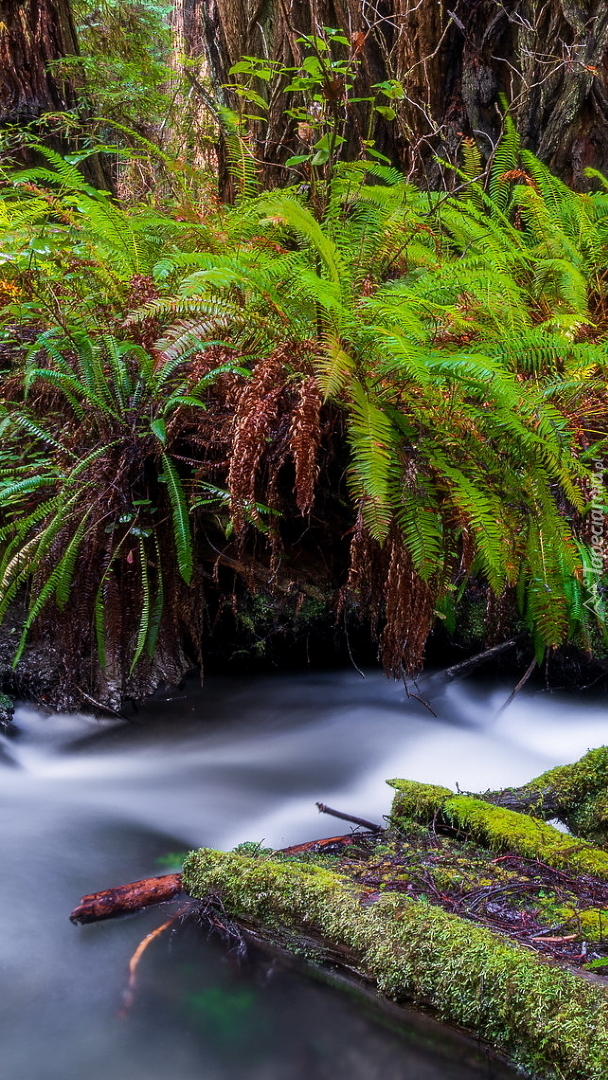 Redwoods State Park w Kalifornii