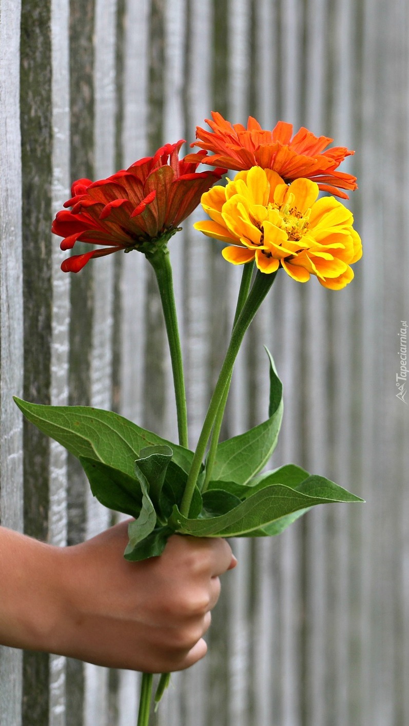 Ręka z bukietem kwiatów