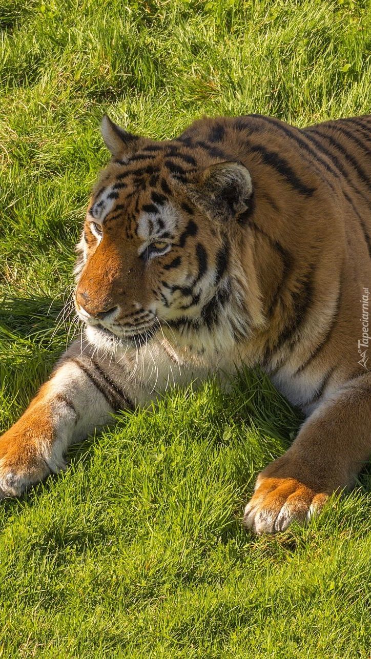 Relaks tygrysa na trawie