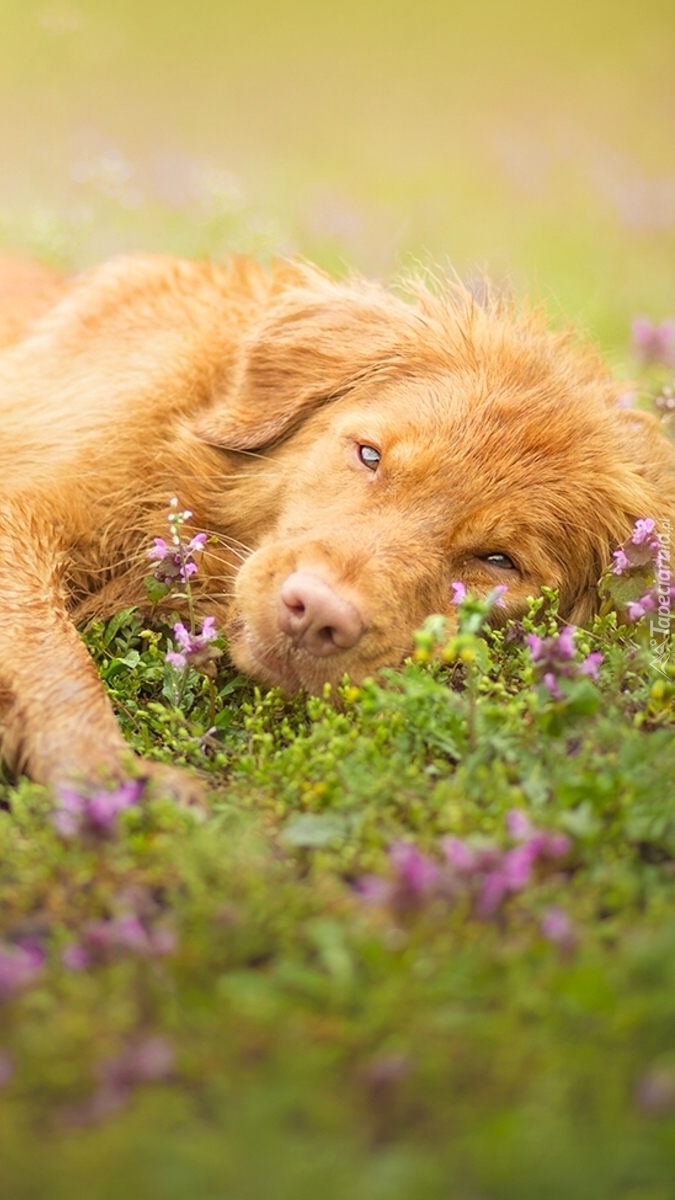 Retriever leżakuje w kwiatach