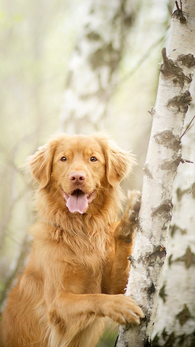 Retriever z Nowej Szkocji oparty o brzozę