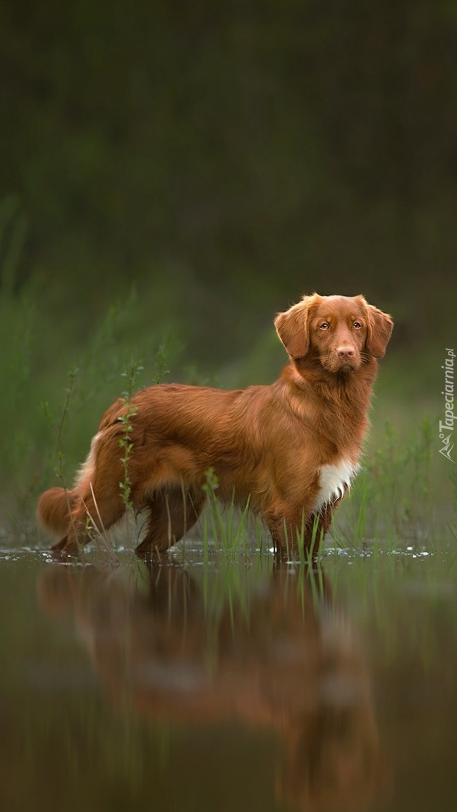 Retriever z Nowej Szkocji w wodzie