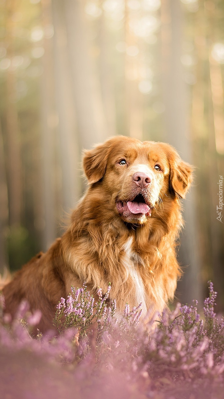 Retriever z Nowej Szkocji wśród wrzosów