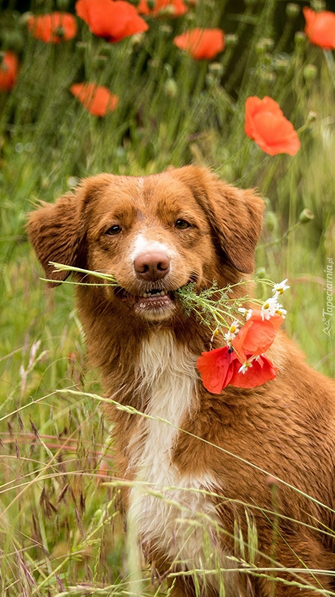 Retriever z Nowej Szkocji z makami