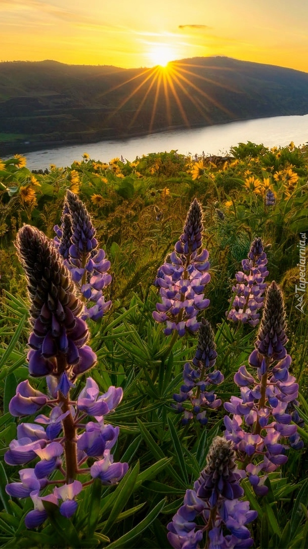 Rezerwat przyrody Columbia River Gorge