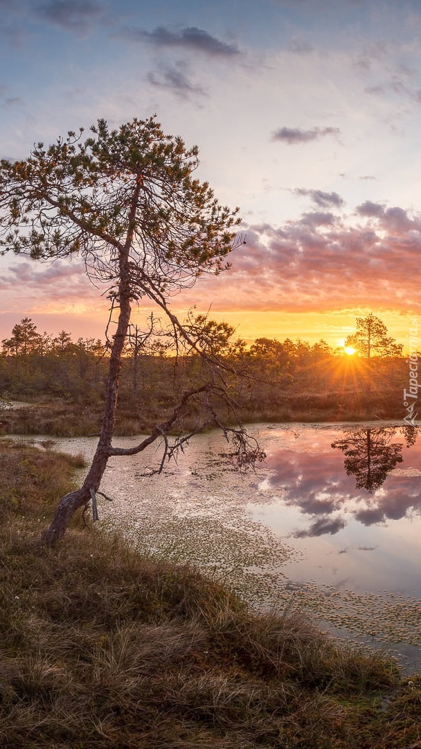 Rezerwat przyrody Pohja-Korvemaa