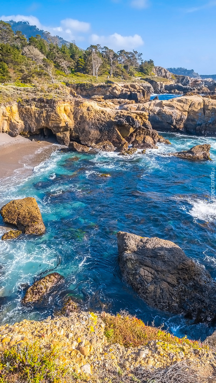 Rezerwat przyrody Point Lobos w Kalifornii