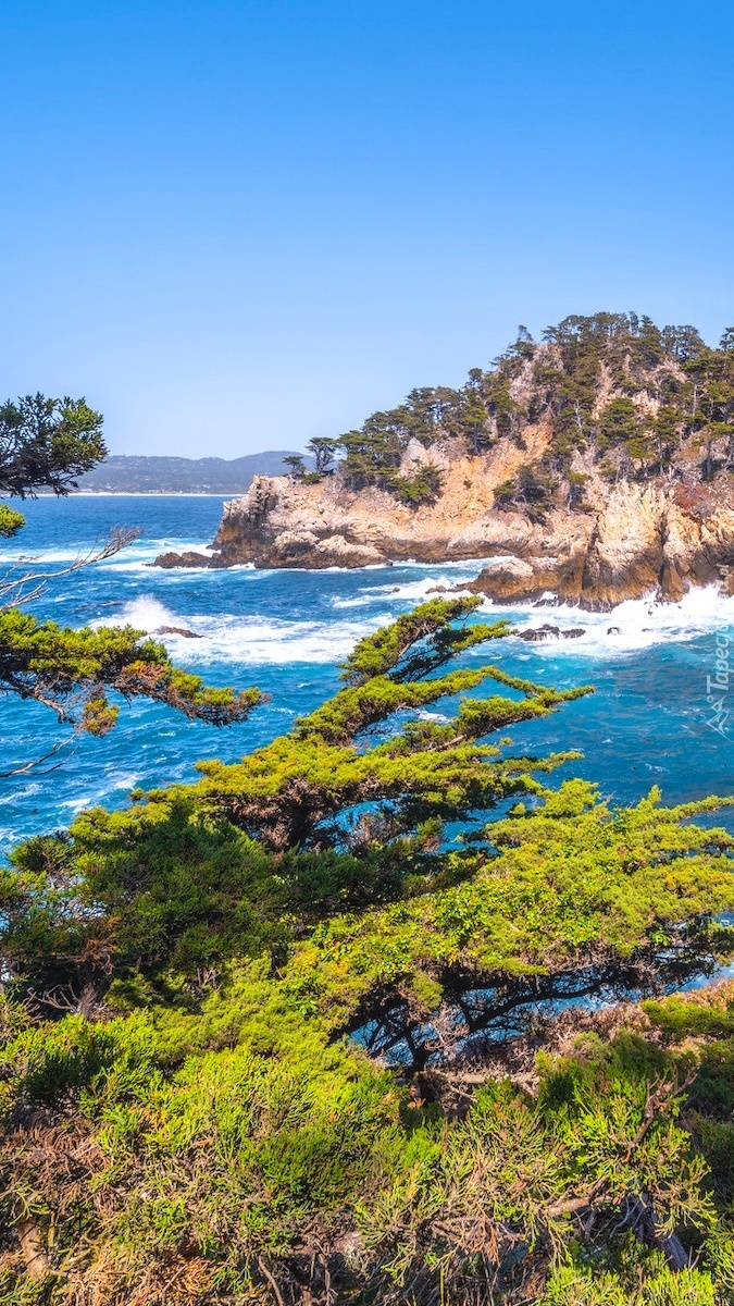 Rezerwat przyrody Point Lobos w Kalifornii
