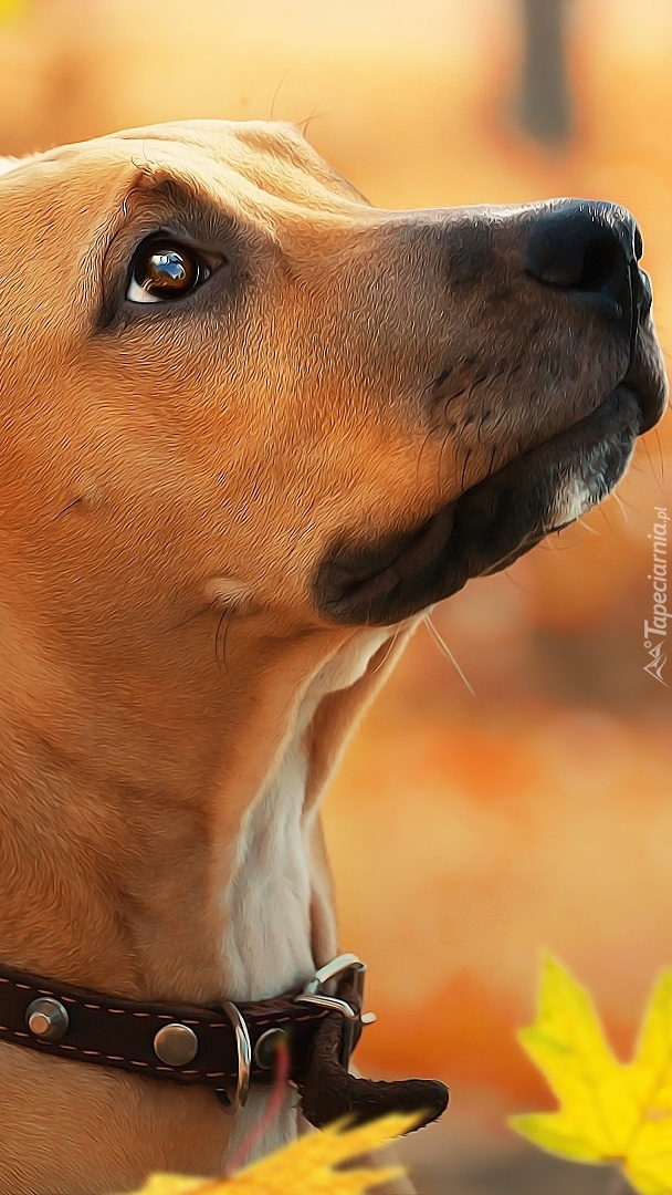 Rhodesian ridgeback