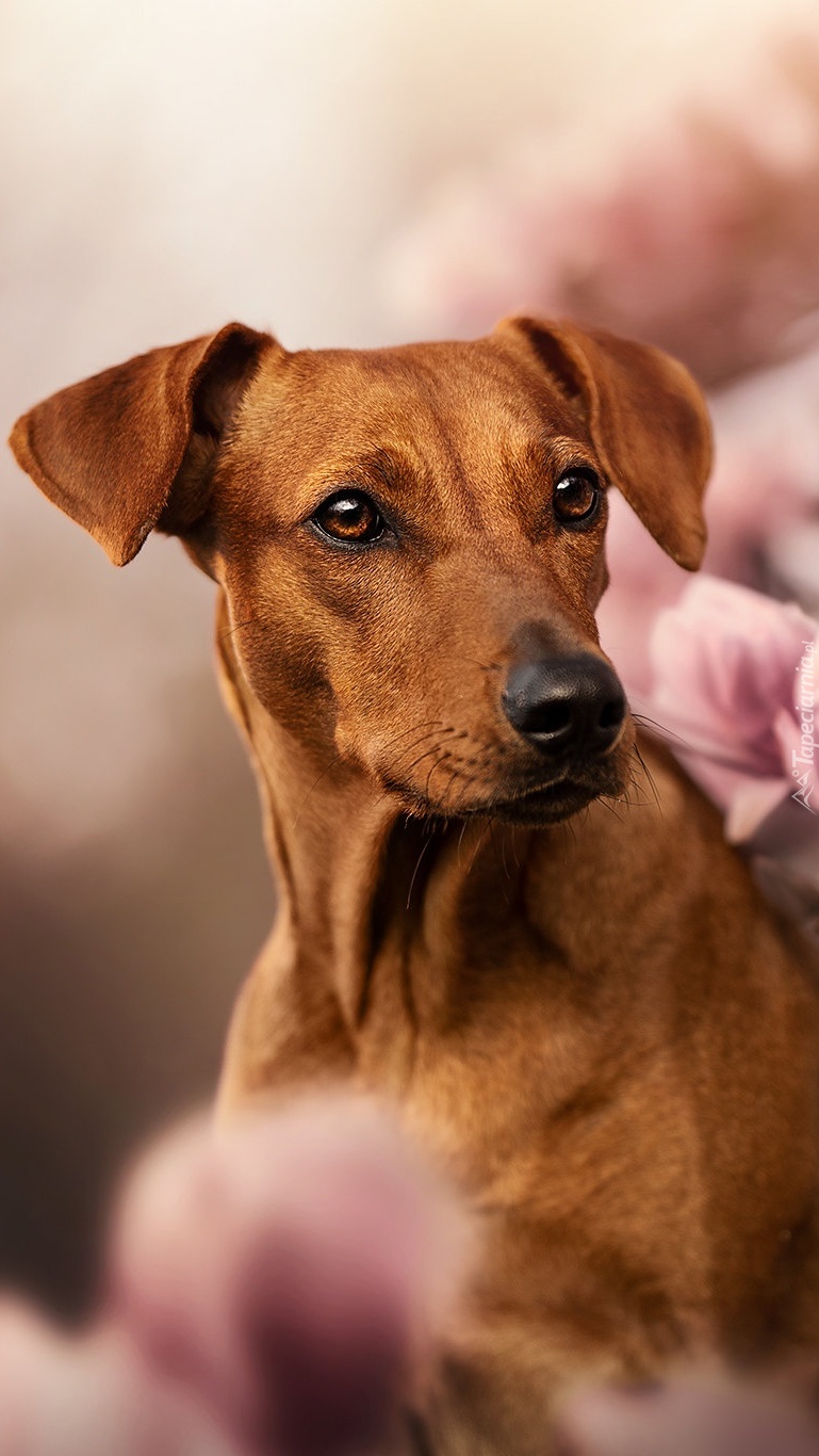 Rhodesian ridgeback