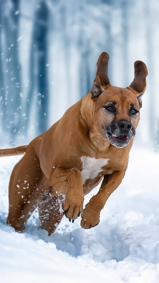 Rhodesian ridgeback w zimowym śniegu