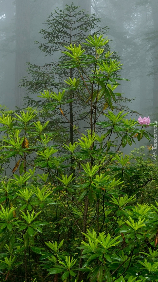 Rododendron zakwitł w lesie