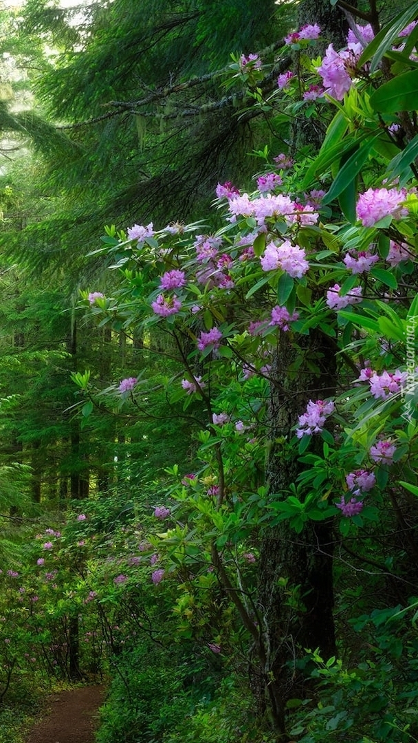 Rododendrony w lesie
