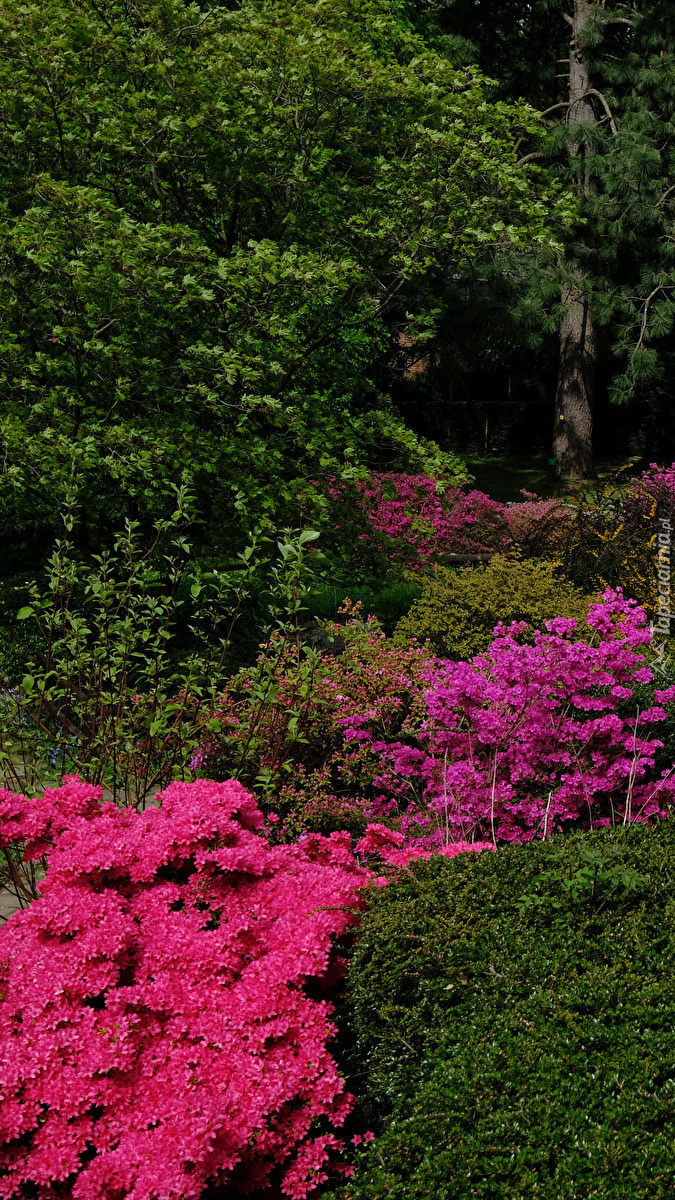 Rododendrony w ogrodzie