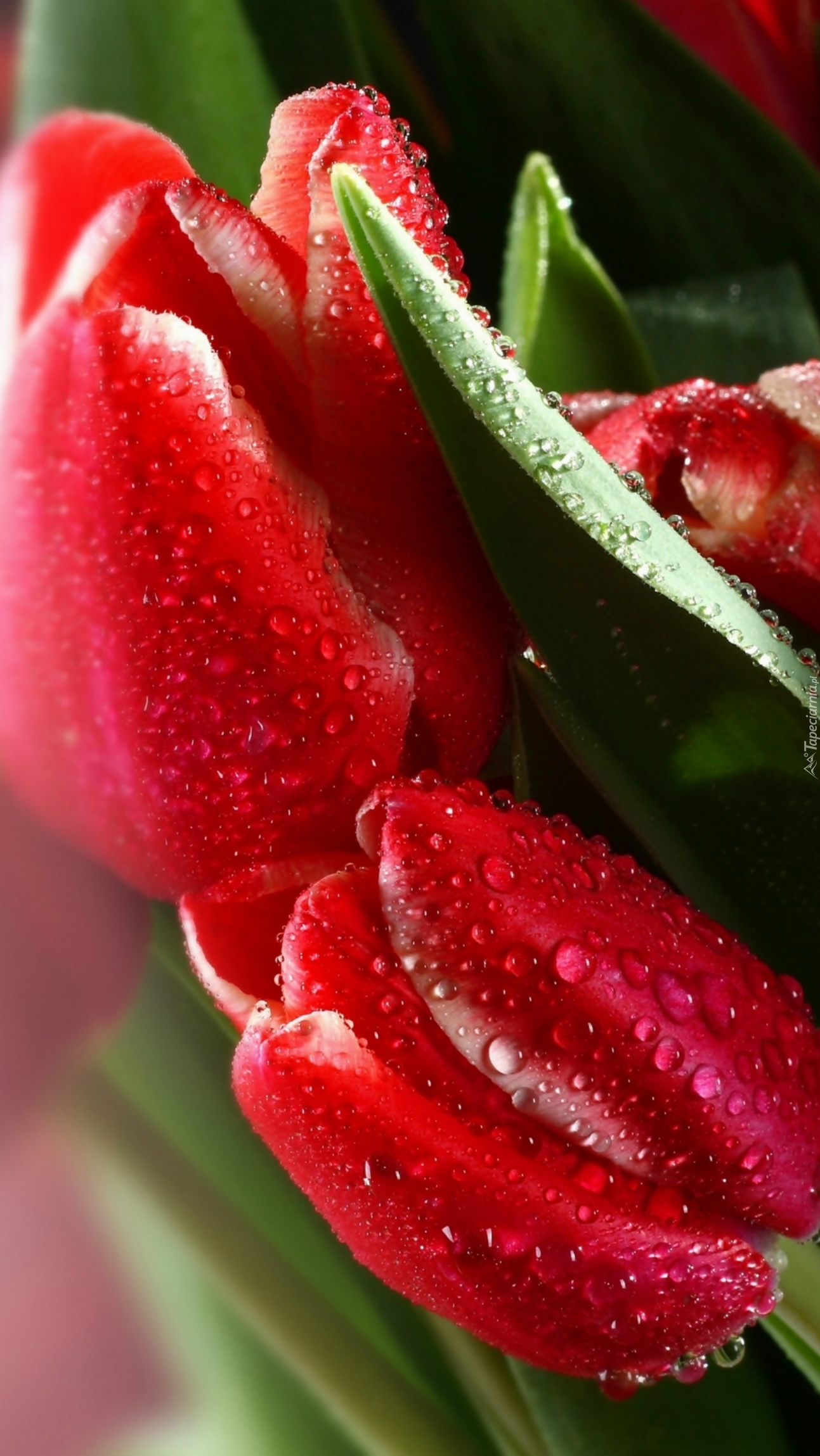 Rosa polubiła tulipany