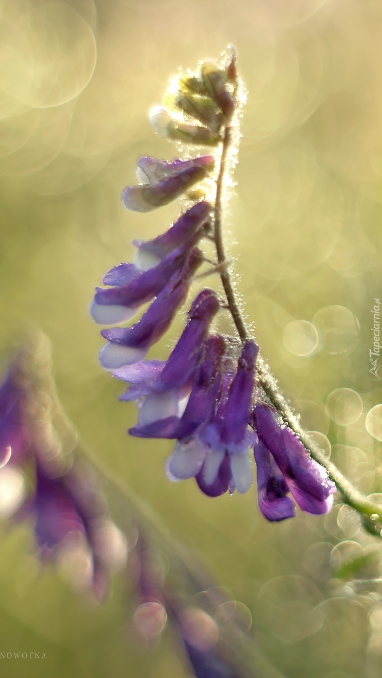 Roślina łąkowa w bokeh