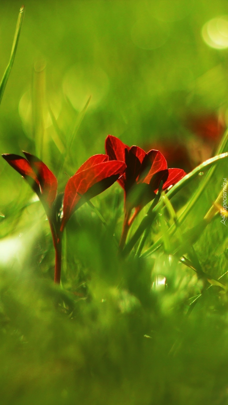 Roślina o czerwonych liściach