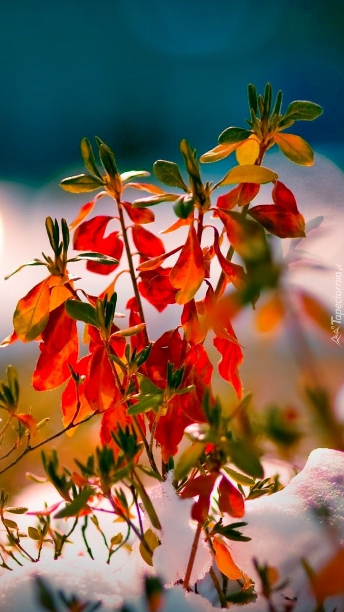 Roślinka o czerwonych liściach