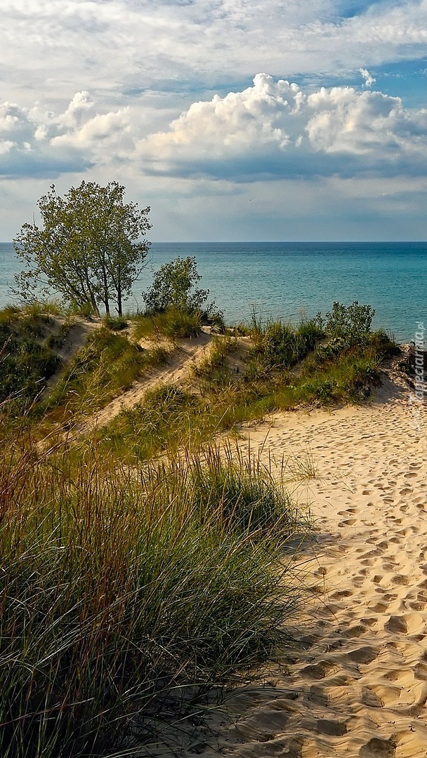 Roślinność na wydmach nad jeziorem Michigan