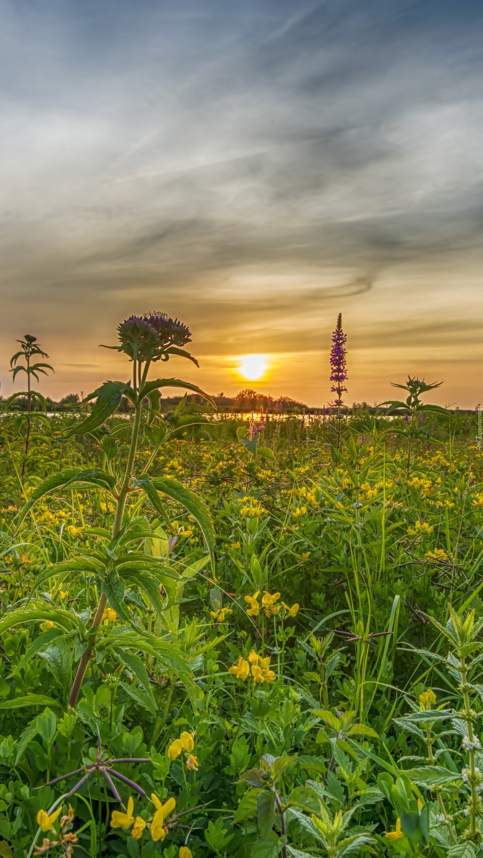 Roślinność nad wodą o zachodzie słońca