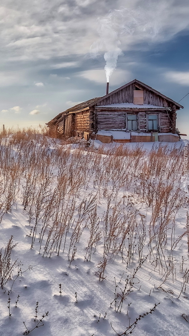Rośliny i drewniany dom w śniegu
