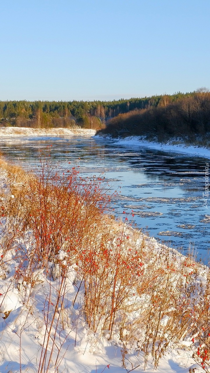 Rośliny w śniegu nad rzeką