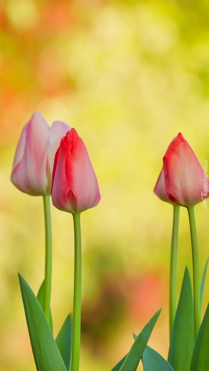 Rosnące tulipany