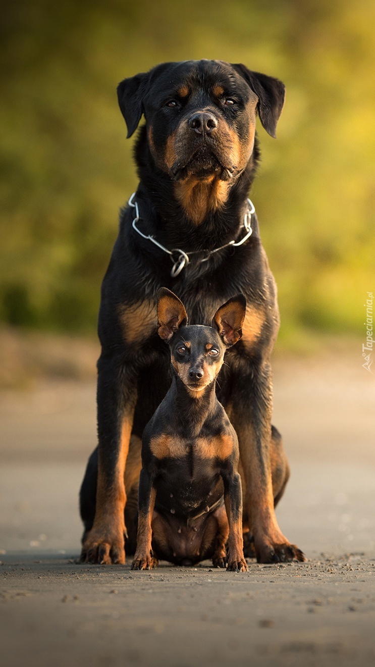 Rottweiler  i pinczer miniaturowy