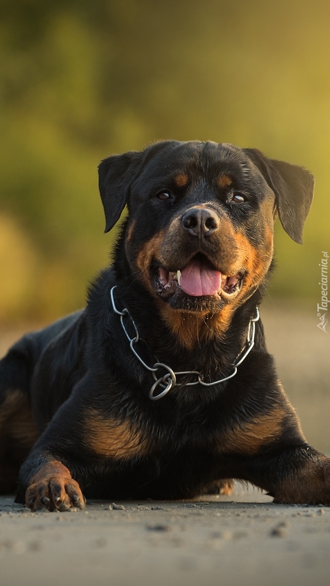 Rottweiler na drodze