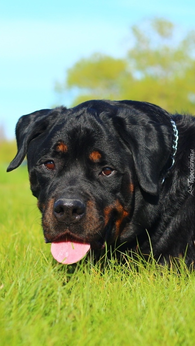 Rottweiler na trawie