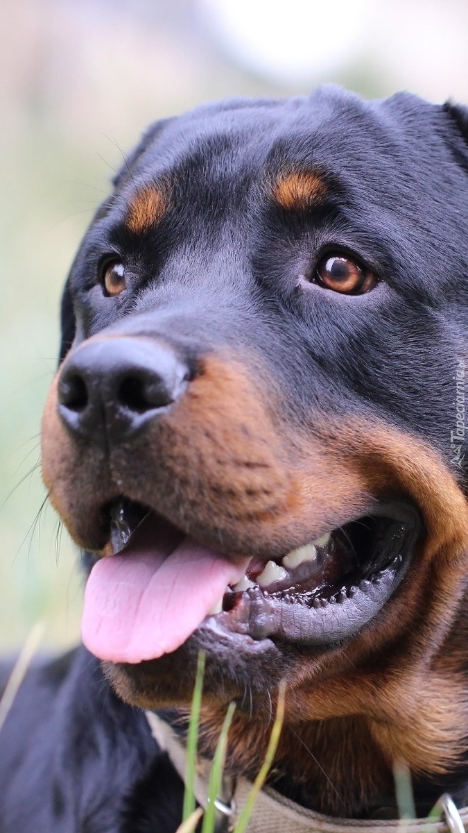 Rottweiler