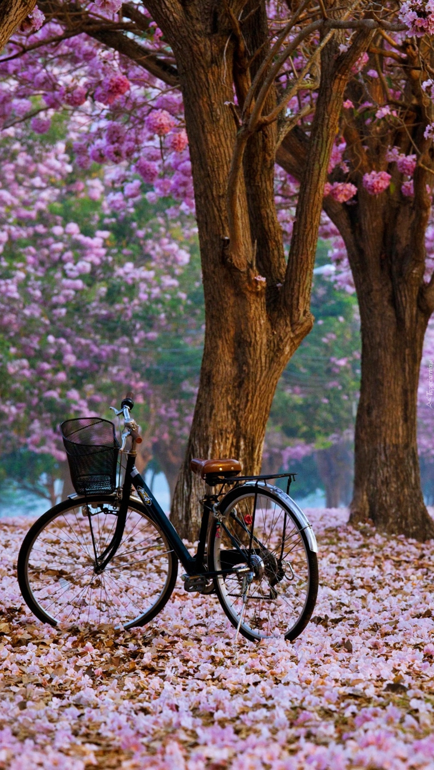 Rower w parku