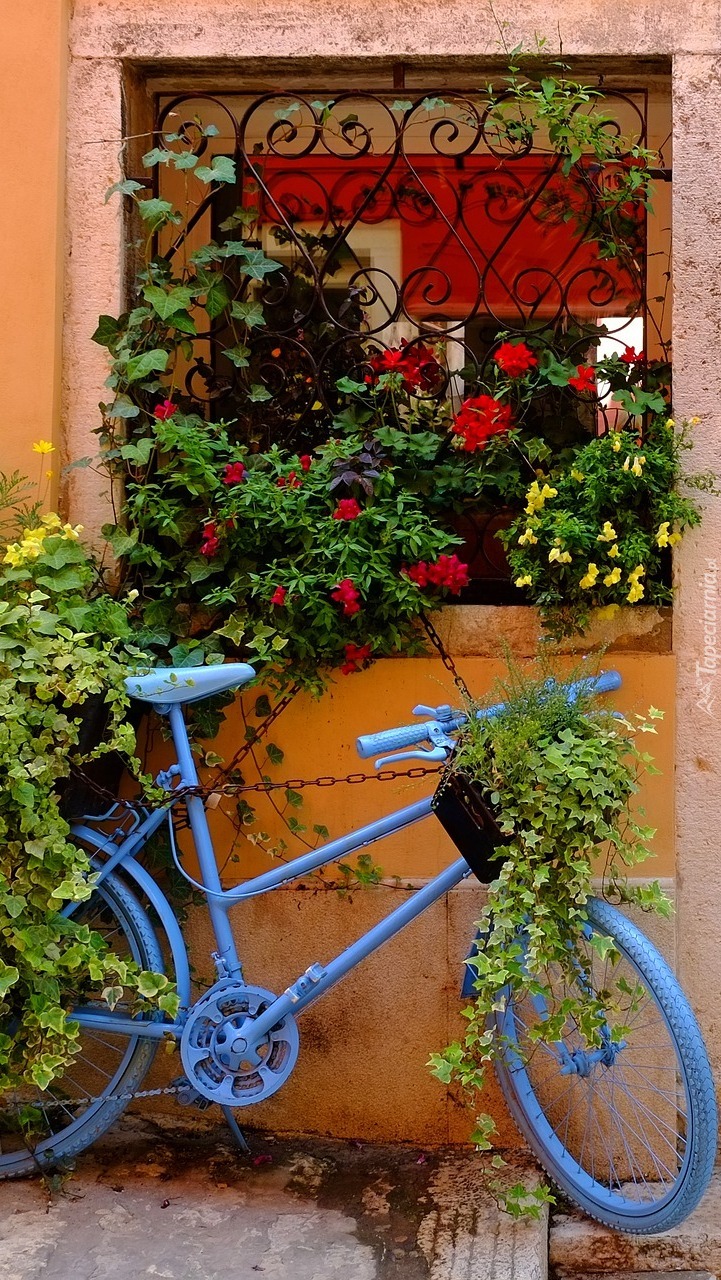 Rower z kwiatami pod oknem