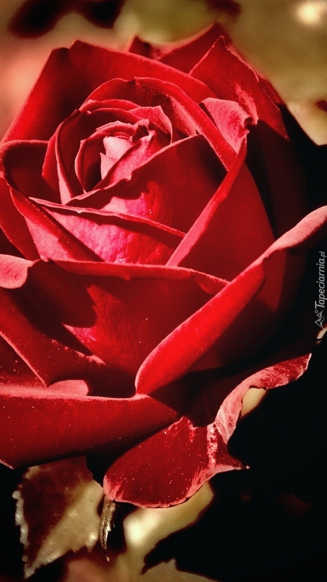 Róża czerwona pięknie rozwinięta