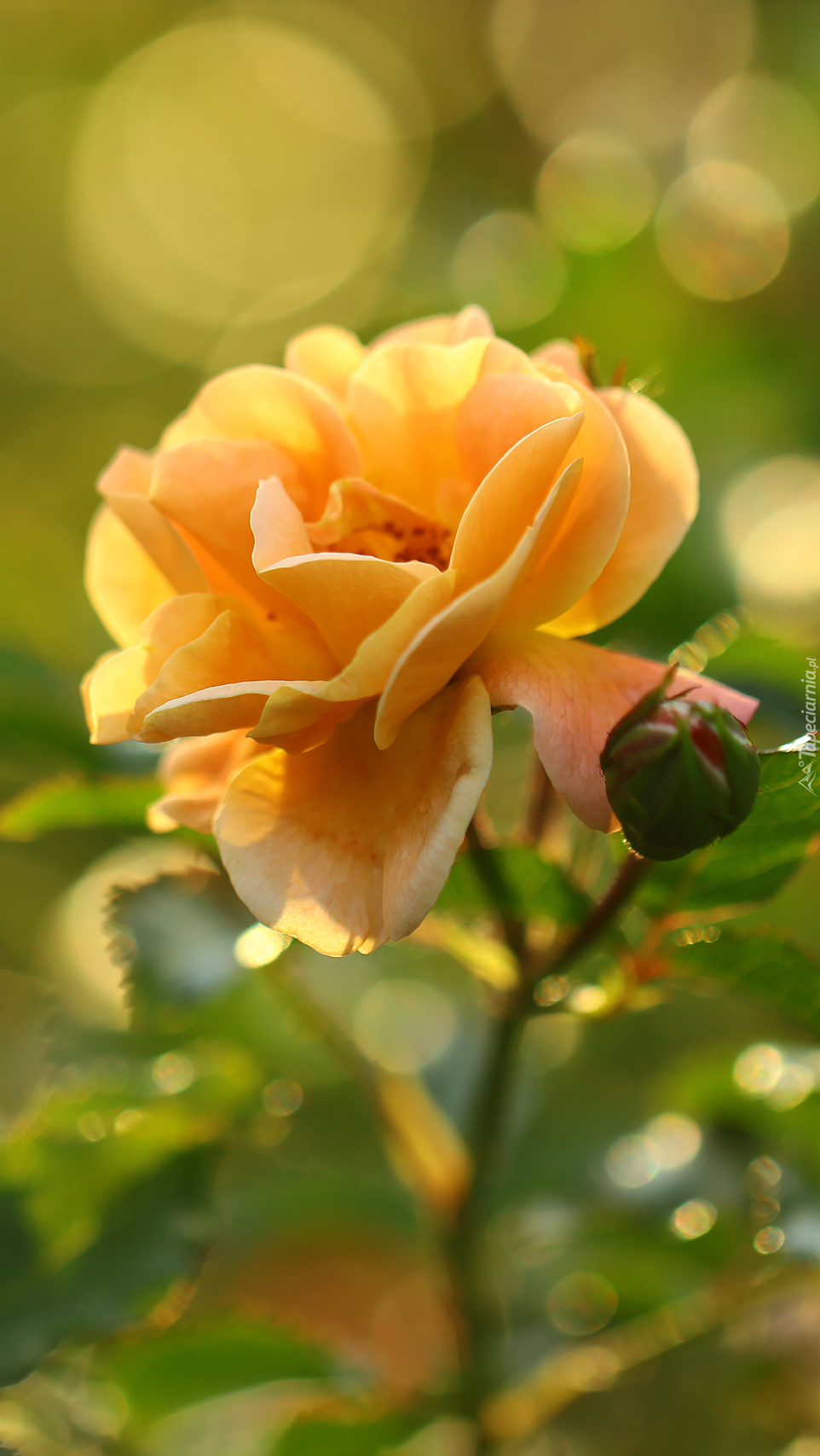 Róża i jej rozchylone płatki