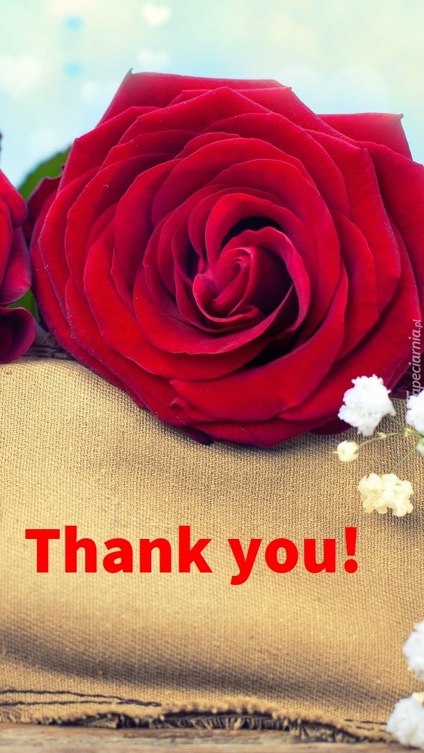 Róża i napis Thank you