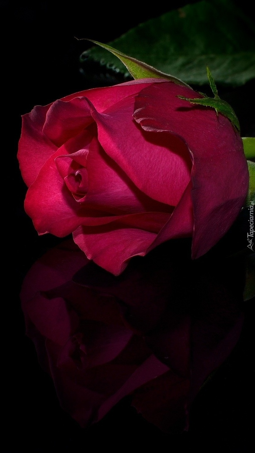 Róża koloru czerwonego